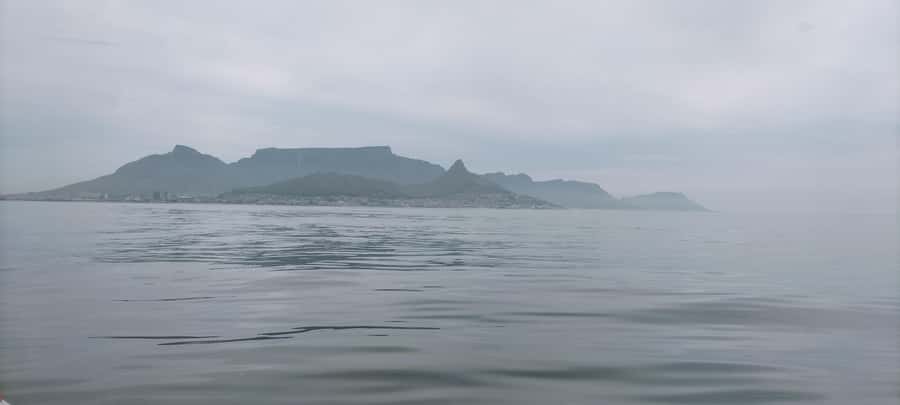 Cape Town: Marine Biologist Led Safari Tour - V&A Waterfront - Should you book the Marine Biologist Led Safari?
