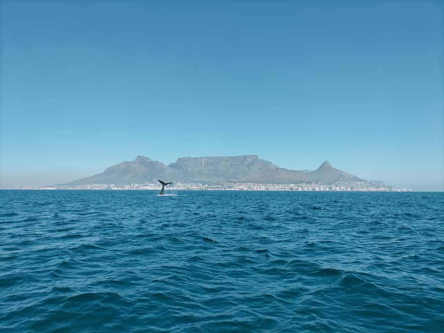 Cape Town: Marine Biologist Led Safari Tour - V&A Waterfront - What the ride feels like on a small RIB