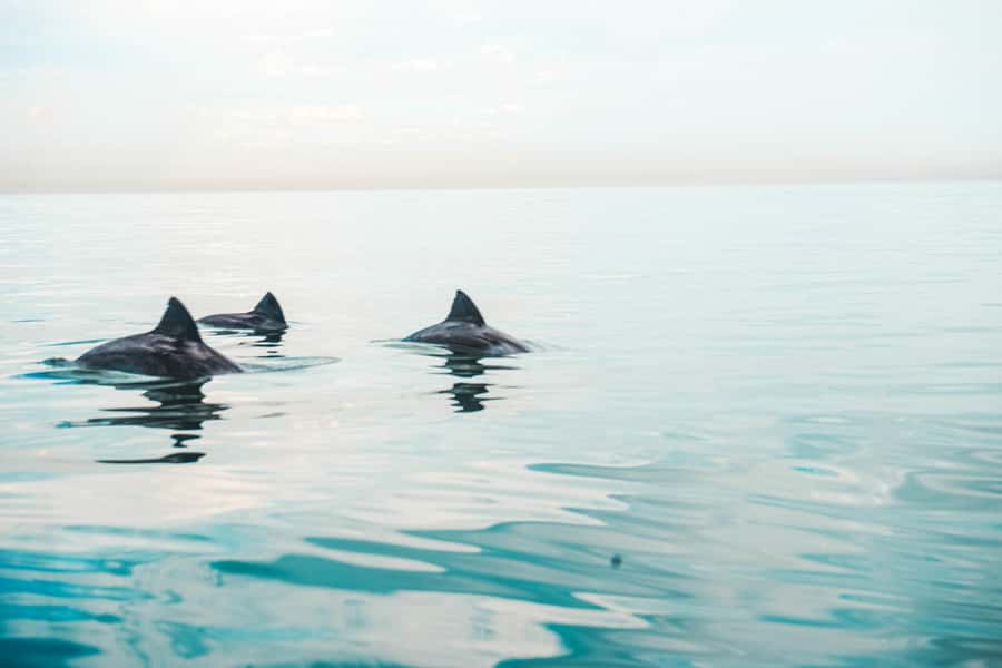Cape Town: Marine Life Kayak Tour From the V&A Waterfront - Why this kayak trip feels different from a normal Cape Town tour