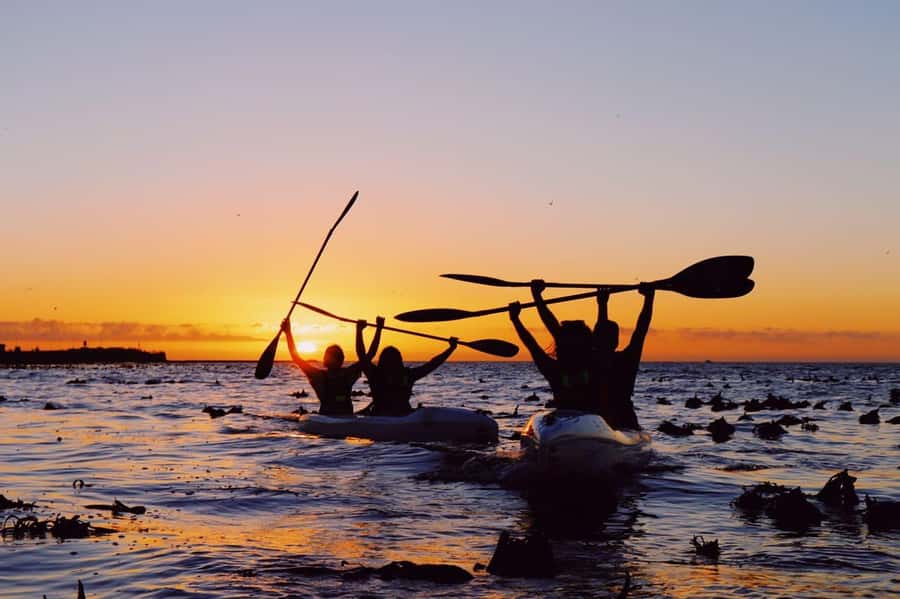 Cape Town: Marine Life Kayak Tour From the V&A Waterfront - Who will enjoy this most
