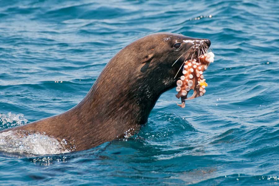 Cape Town: Marine Wildlife Tour from the V&A Waterfront - Key points before you book