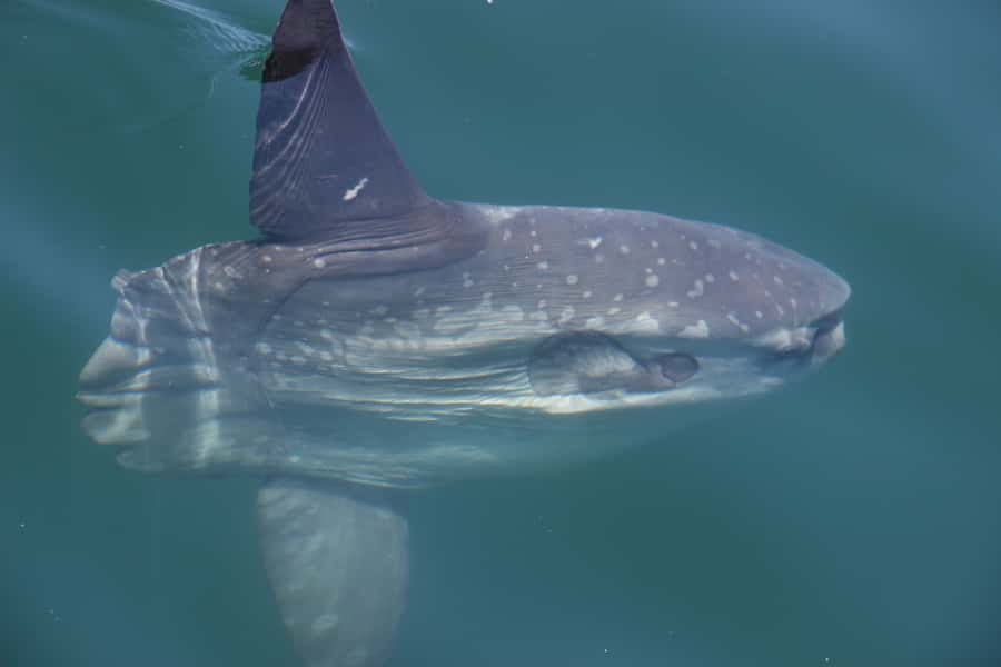 Cape Town: Marine Wildlife Tour from the V&A Waterfront - Booking tips that make the trip better