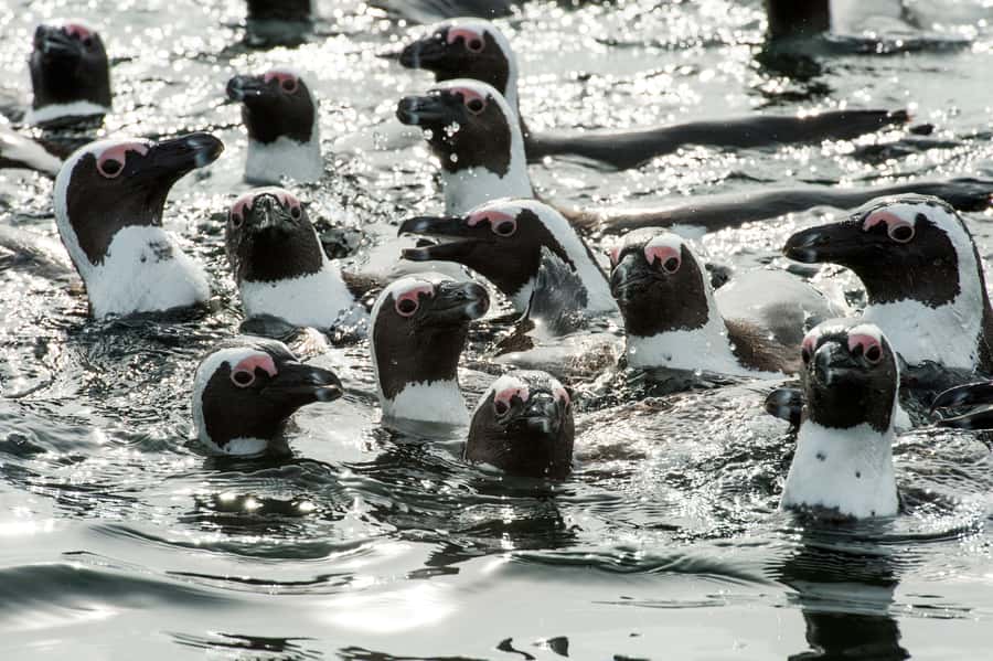 Cape Town: Marine Wildlife Tour from the V&A Waterfront - A close look at Cape Town’s marine wildlife