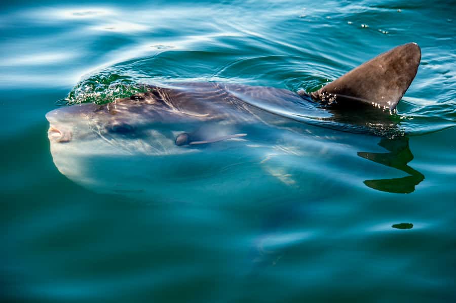 Cape Town: Marine Wildlife Tour from the V&A Waterfront - What the 90-minute cruise is like