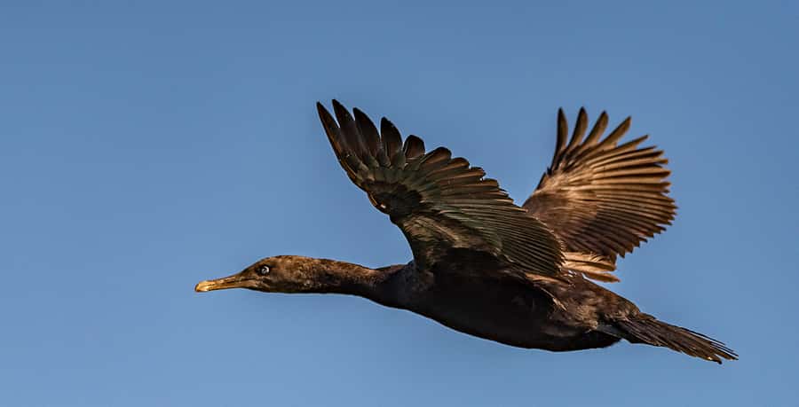 Cape Town: Marine Wildlife Tour from the V&A Waterfront - Which animals are most likely to make the trip special