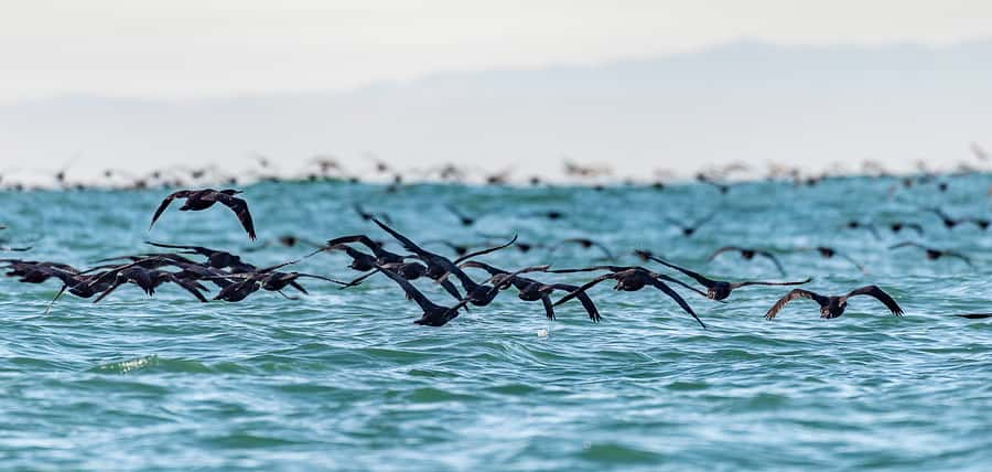Cape Town: Marine Wildlife Tour from the V&A Waterfront - Weather, comfort, and the small boat trade-off