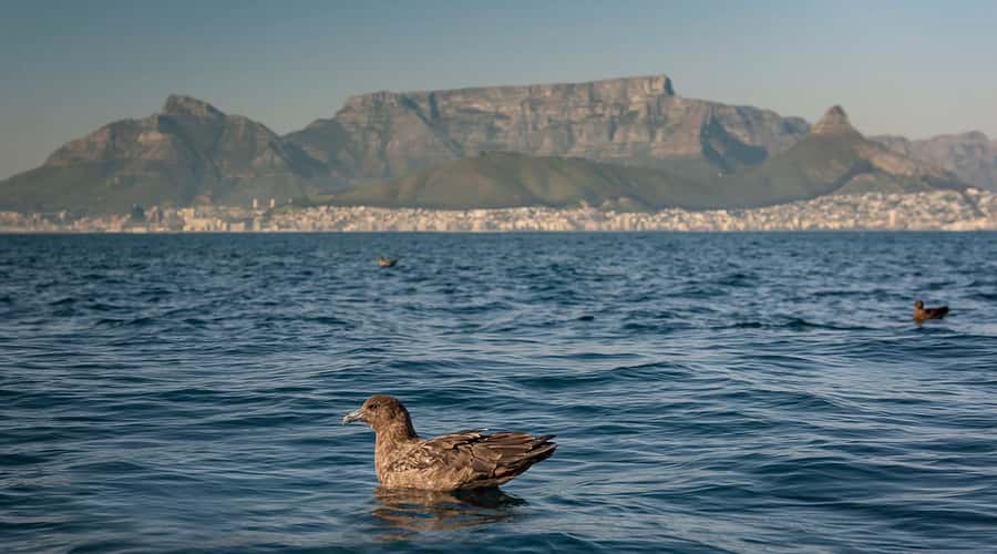 Cape Town: Marine Wildlife Tour from the V&A Waterfront - Is $61 good value?