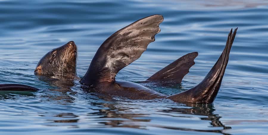 Cape Town: Marine Wildlife Tour from the V&A Waterfront - Who should book this Cape Town boat tour?