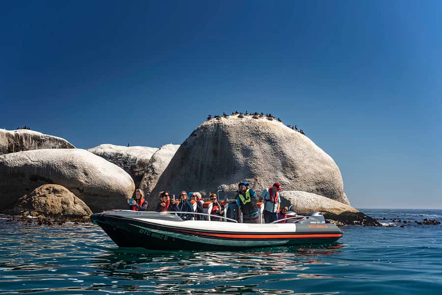 Cape Town: Marine Wildlife Tour from the V&A Waterfront - Meeting at the V&A Waterfront