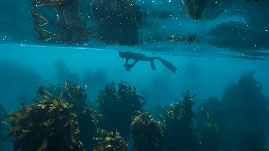Cape Town: Ocean Safari in Hout Bay - From Animal Ocean to Hout Bay Harbour