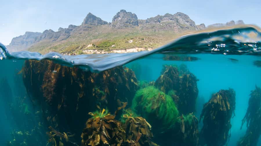 Cape Town: Ocean Safari in Hout Bay - Seals from the boat, not in the water