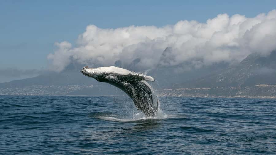 Cape Town: Ocean Safari in Hout Bay - Snorkeling in cold Atlantic water