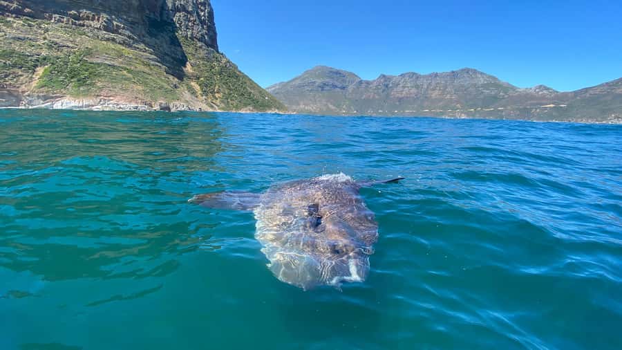 Cape Town: Ocean Safari in Hout Bay - Climbing back aboard takes effort