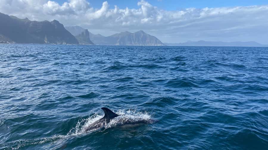 Cape Town: Ocean Safari in Hout Bay - Hot chocolate, biscuits, and hot showers afterward
