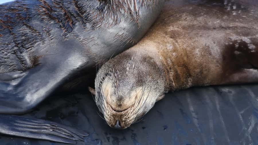 Cape Town: Ocean Safari in Hout Bay - What the $186 price really covers