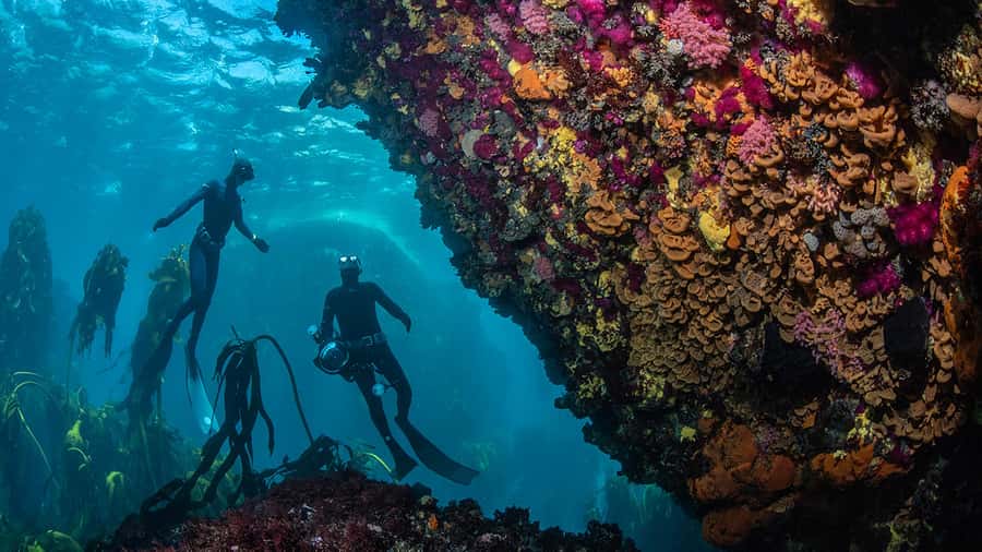 Cape Town: Ocean Safari in Hout Bay - Who will enjoy this Hout Bay safari most