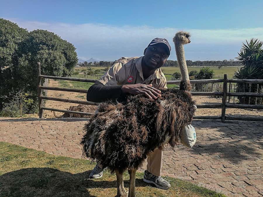 CAPE TOWN: OSTRICH RANCH QUAD BIKE RIDE & OSTRICH TOUR - Is the $62 price good value?