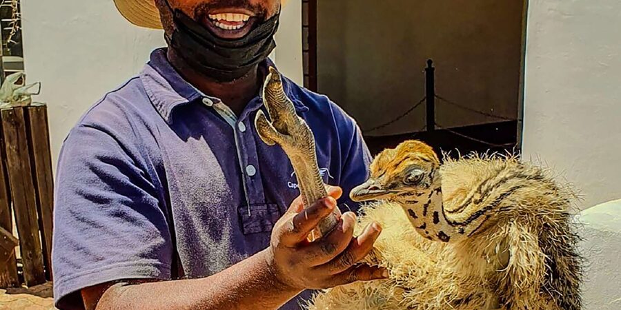 CAPE TOWN: OSTRICH RANCH QUAD BIKE RIDE & OSTRICH TOUR - What the guide adds