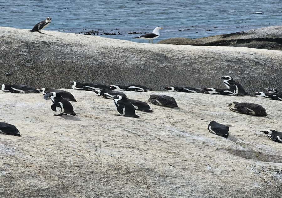 Cape Town: Penguin Watching at Boulders Beach Half Day Tour - Why Boulders Beach deserves a place in your Cape Town plan