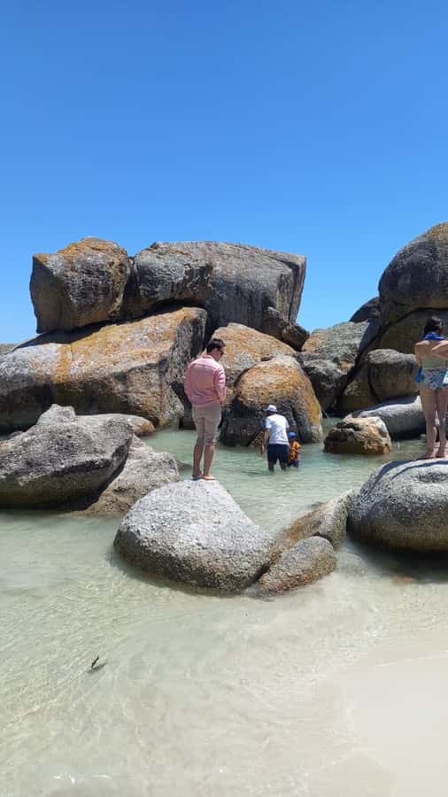 Cape Town: Penguin Watching at Boulders Beach Half Day Tour - Chapmans Peak turns the journey into part of the tour
