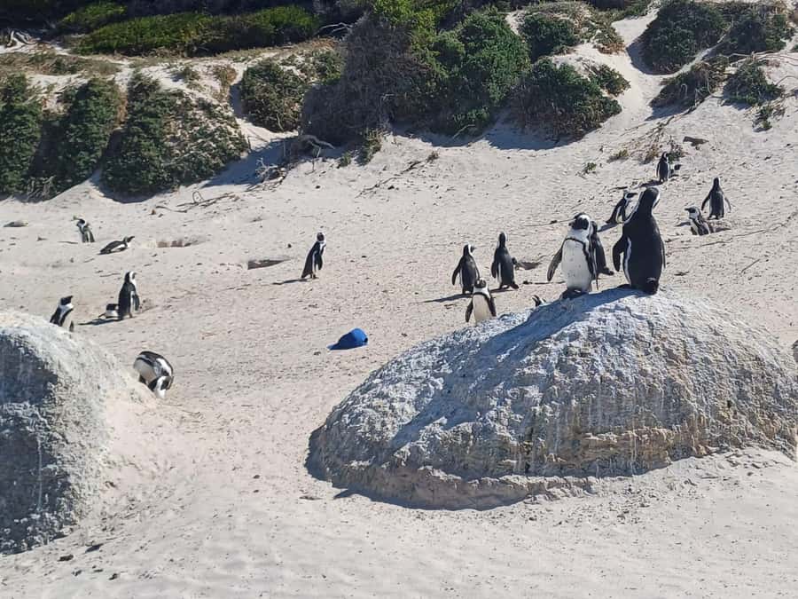 Cape Town: Penguins and Cape of Good Hope Sunset Tour - Cape of Good Hope: signs, sea, and fynbos