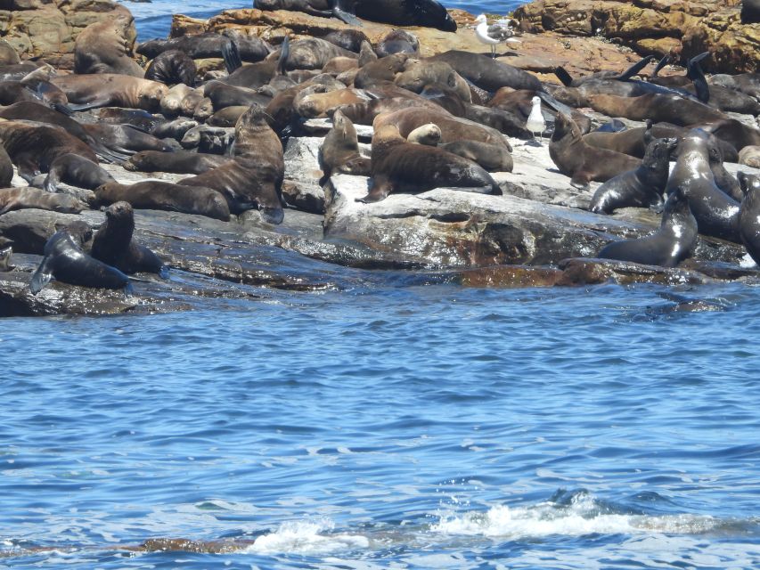 Cape Town: Penguins & Cape of Good Hope Half Day Shared Tour - Cape Point and the Cape of Good Hope