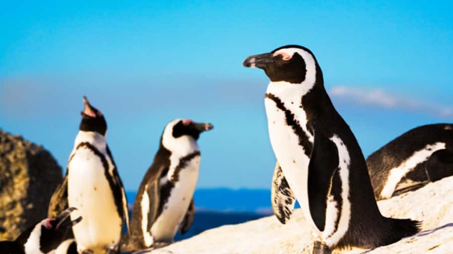 Cape Town: Penguins & Cape of Good Hope Half Day Shared Tour - Who should book this tour?