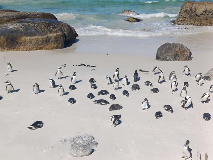 Cape Town: Penguins & Cape of Good Hope Half-Day Tour - A compact route from Cape Town to the Cape Peninsula
