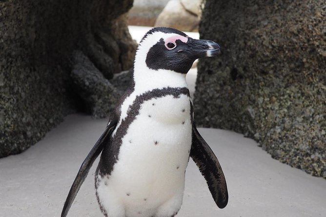 Cape Town Peninsula Day Tour ( Cape Point/Boulders/Wine Tasting) - What the $83.79 price really covers