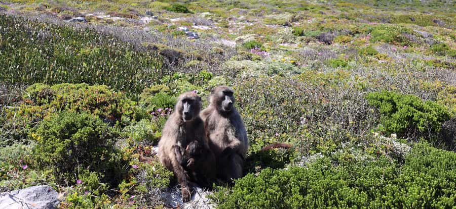 Cape Town: Peninsula, Penguins & Cape of Good Hope Day Tour - Why this Cape Peninsula route works so well