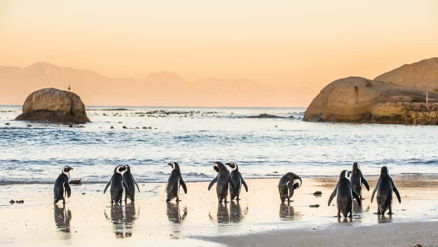 Cape Town: Peninsula, Penguins & Cape of Good Hope Day Tour - Chapman’s Peak, one of the day’s finest drives