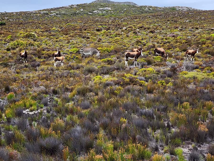 Cape Town: Peninsula, Penguins & Cape of Good Hope Day Tour - Simon’s Town gives you a proper break
