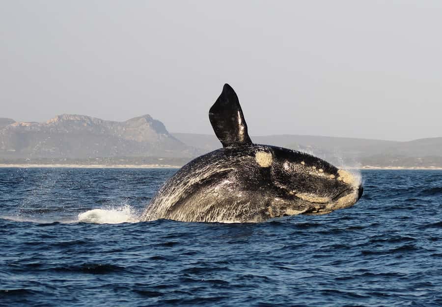 Cape Town: Premium Attractions City Pass with Bus Tour - Waterfront stops worth grouping together