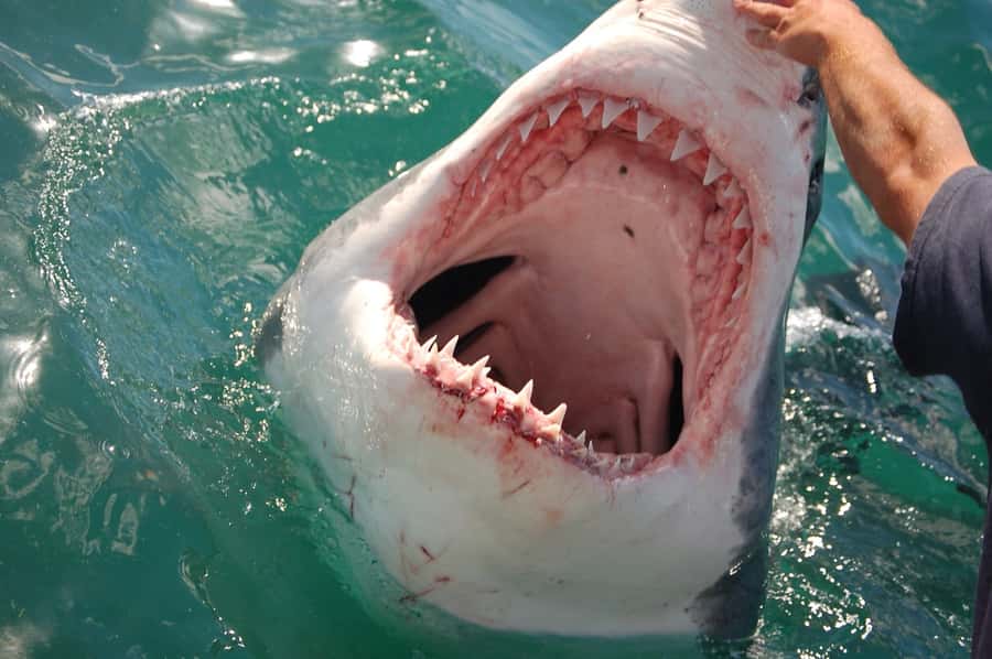 Cape Town: Premium Attractions City Pass with Bus Tour - What $237 gets you in real value