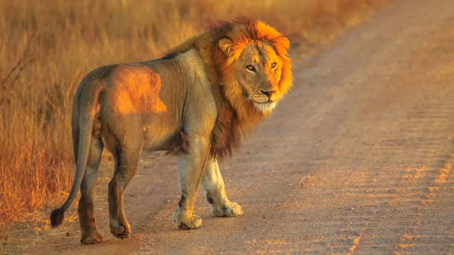 Cape Town: Private Aquila Reserve Safari with Winery Lunch - Key points at a glance
