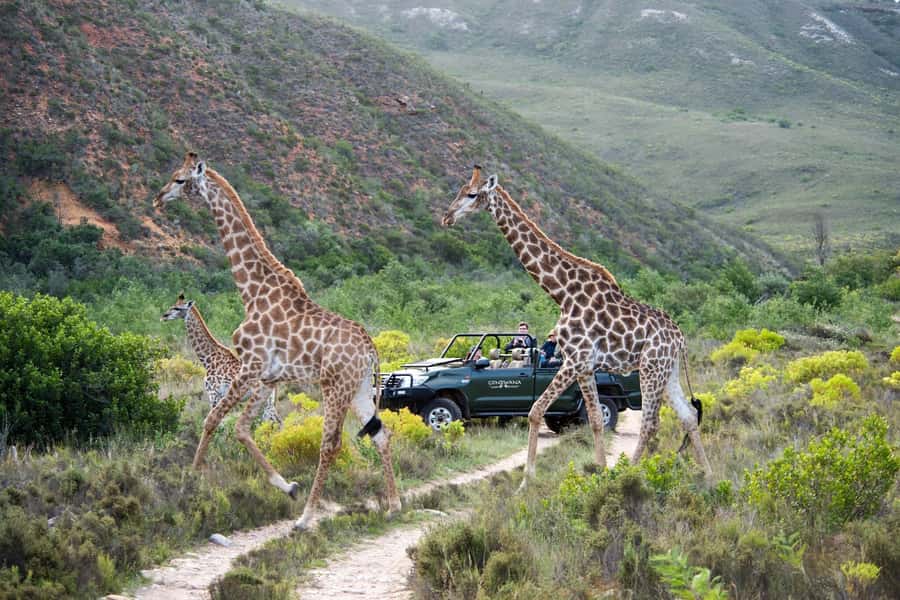 Cape Town: Private Aquila Reserve Safari with Winery Lunch - The 2 to 3-hour safari drive