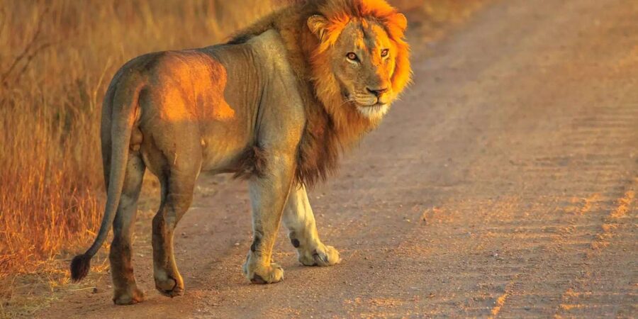 Cape Town: Private Aquila Reserve Safari with Winery Lunch - How wild is the Aquila experience?