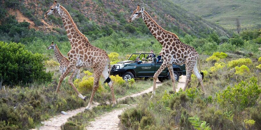 Cape Town: Private Aquila Reserve Safari with Winery Lunch - Who will get the most from this tour?