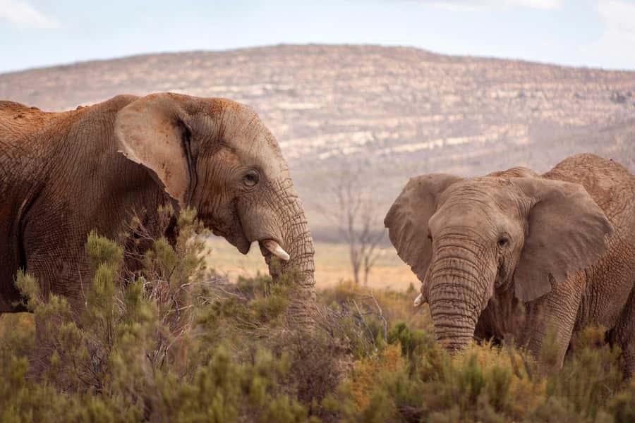 Cape Town: Private Aquila Reserve Safari with Winery Lunch - What the $185 price really covers