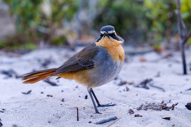 Cape Town Private Birding Tour - Why this private Cape Town birding day works