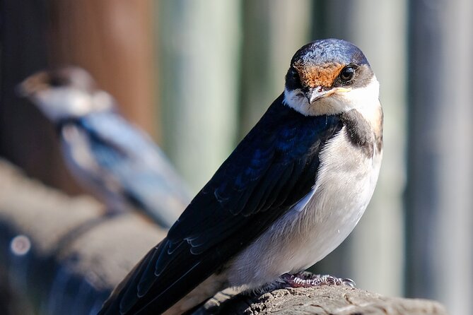Cape Town Private Birding Tour - Rondevlei shifts the day to wetlands