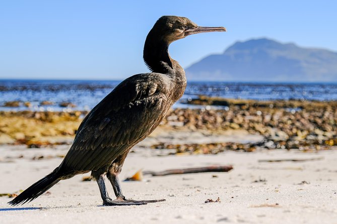 Cape Town Private Birding Tour - Silvermine is a scenic bonus, not a promise