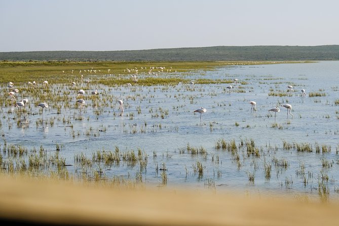 Cape Town Private Birding Tour - Mark’s field experience is the tour’s main asset