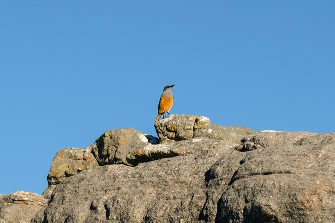 Cape Town Private Birding Tour - Food, fees, and the real cost of the day