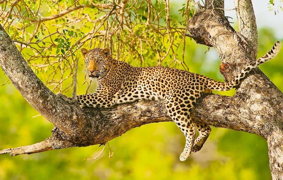 Cape town: Private Full-day Big 5 Aquila Game Reserve Tour - A Cape Town safari with wine in the same day