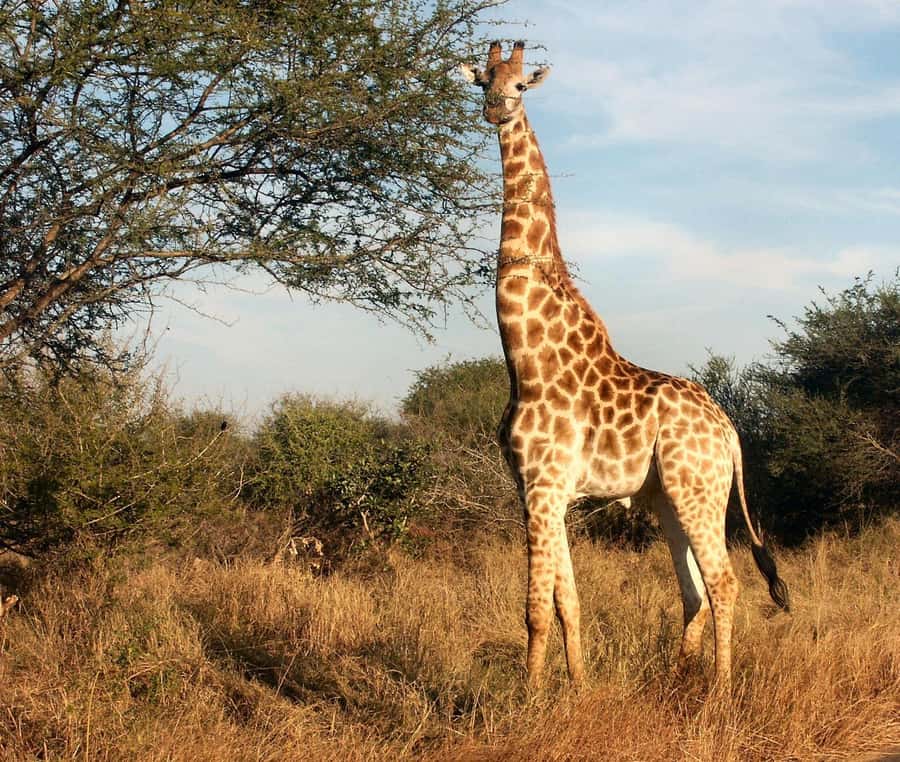 Cape town: Private Full-day Big 5 Aquila Game Reserve Tour - The 2 to 3 hour Big 5 game drive