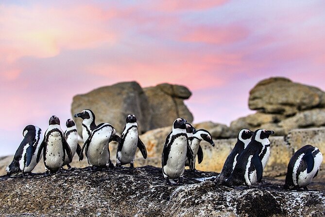 Cape Town Private Group Tour to Cape of Good Hope and Boulders Penguins Colony - Chapman’s Peak gives you the great road view