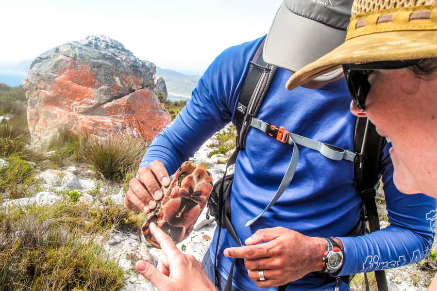 Cape Town Private Guided Table Mountain Hikes - Why a private Table Mountain hike works so well