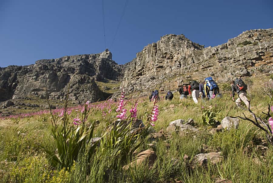 Cape Town Private Guided Table Mountain Hikes - Who should book this experience?
