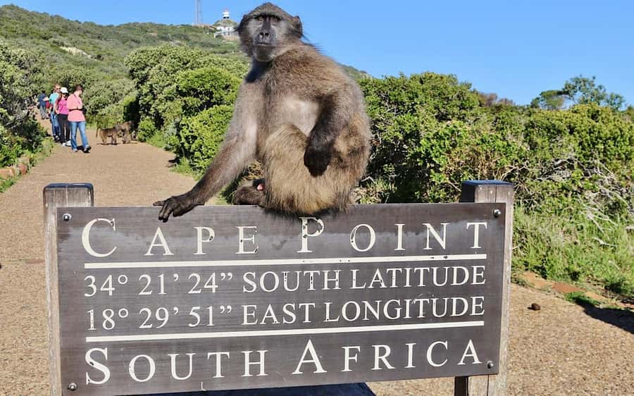 Cape Town Private Tour to Cape Of Good Hope and the Penguins - Camps Bay and the Twelve Apostles from Maidens Cove